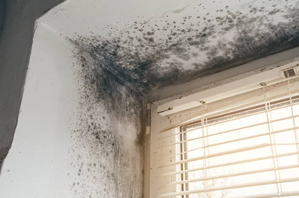Affordable Mold Cleanup solutions in Garrett, TX